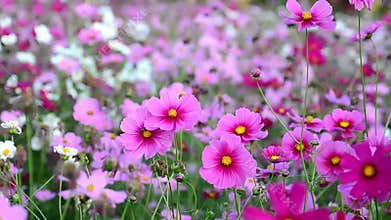 Beautiful cosmos flowers