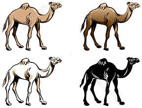 Camel drawing set