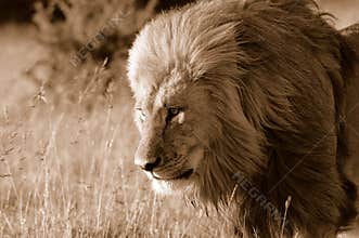 Wild lion