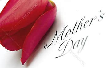 Mothers Day Type with Tulip