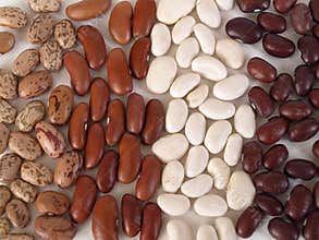 Dried Beans