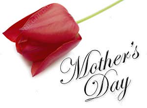 Mothers Day Type with Tulip