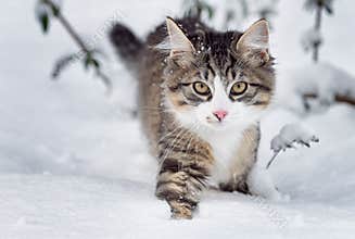 Cat in snow