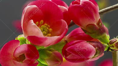 Rose blossoming