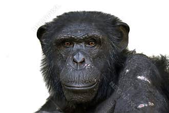 Chimpanzee
