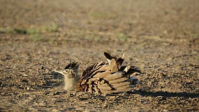 Kori bustard taking a dust bath