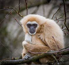 Lar gibbon