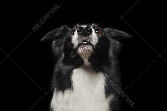 Happy dog border collies shows his tongue