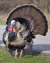 Wild Turkey (Meleagris gallopavo)