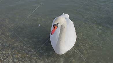Mute Swan - Cygnus olor