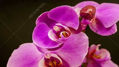 Timelapse video of a orchid flower blossoming