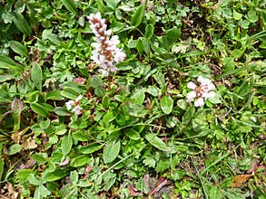 Polygonum affine, Himalayan bistort, Mountain knotweed,