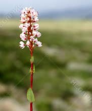 Polygonum affine, Himalayan bistort, Mountain knotweed,
