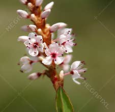 Polygonum affine, Himalayan bistort, Mountain knotweed,