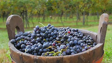 Black grapes and basket with vineyards in background