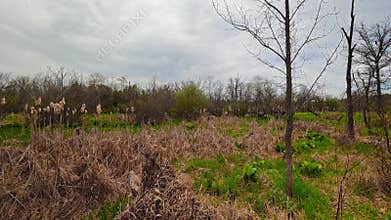 April 23, 2026. A walk through a spring forest in Pennsylvania, USA.