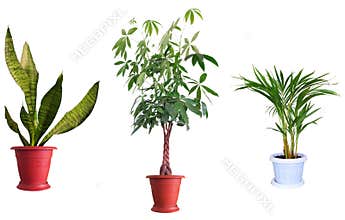 Ornamental plants.