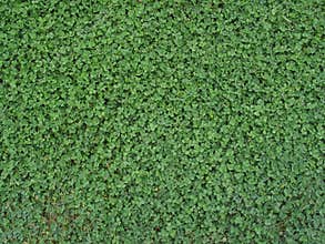 Clover Background