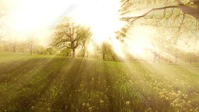 Sunset light beaming trough spring trees