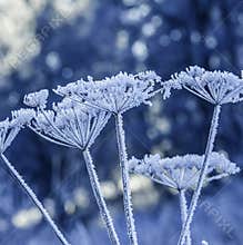 Frozen plants