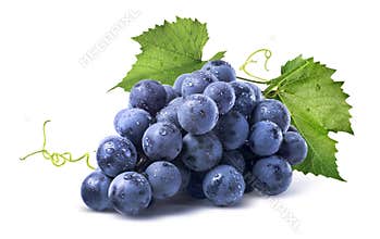 Blue wet grapes bunch on white background