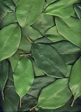 Green leaves background