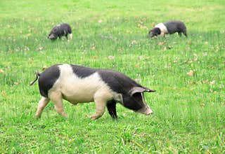 Pigs in the field