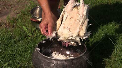 Peasant woman hands pick pluck killed broiler chicken feather