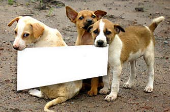 Beware of dogs