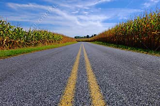 Paved Road Through Corn Field