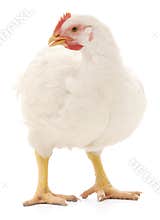 White hen