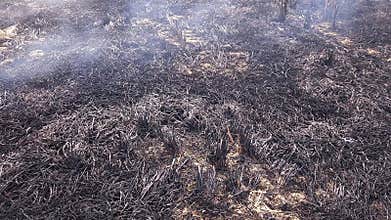 Stubble Burning in India Parali Burning Smoke Pollution, Air Pollution Agriculture Field.