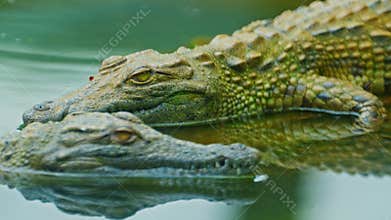 Crocodile lying in water. Closeup