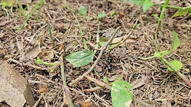 Black Ants Attacking Honey Bee Close Up, Predator Insect Behavior, Wildlife Scene India.