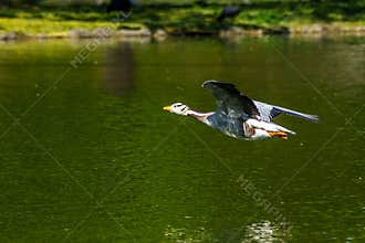 The bar-headed goose, Anser indicus flying over a lake in English Garden in Munich