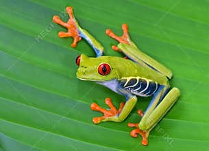 Red eye tree frog on green leaf, cahuita, costa rica