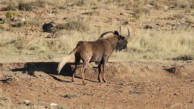 Black wildebeest