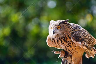 In the mood of attack - Deadly Big Horned Owl