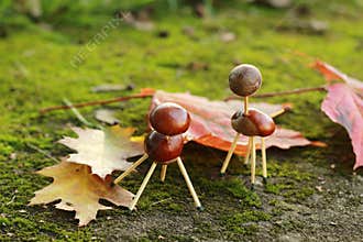 Chestnuts animals