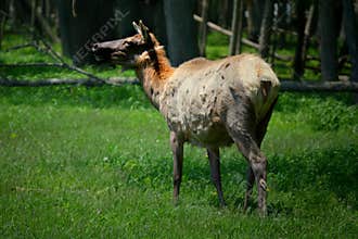 Elk in Woods