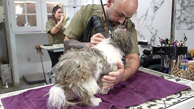 Professional male groomer drying a shih tzu dog with a blower