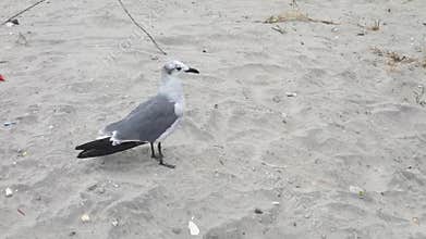Seagull on the Sand