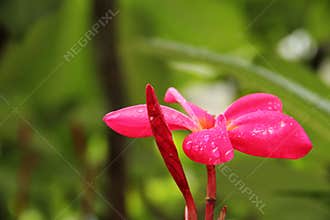 Plumeria rubra
