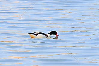 Shelduck , Tadorna tadorna , in the waters of a coastal lagoon