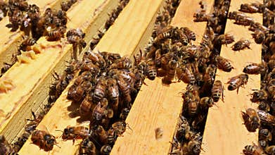 Bees gather on wooden frames in beehive at early summer foraging nectar, pollen