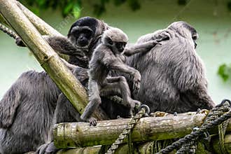 Family of Silvery gibbon, Hylobates moloch in a German park