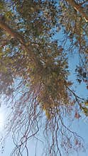Tree branches hanging with autumn leaves blue sky Damascus