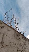 Dry branches on old concrete wall blue sky Damascus