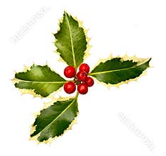 Holly Leaf corner