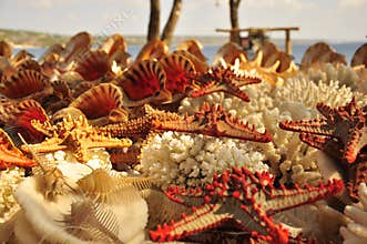 marine life stars, shells and snails